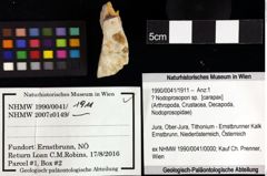 Foto (Objket + Etiketten) von Galatheoid sternum (Samouelle,1819) 